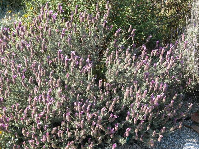 Spanish Lavender (lavandula stoechas)