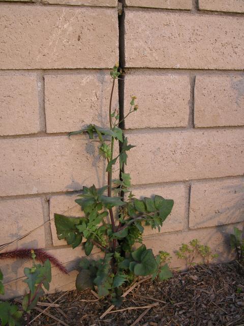 Spiny Sow Thistle (Sonchus Asper)